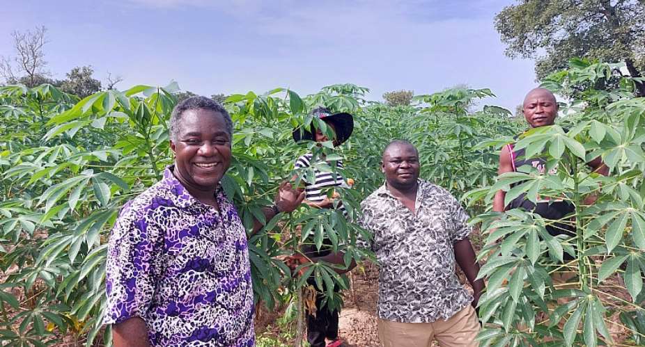 Farmers give thumbs up to cassava seed system intervention