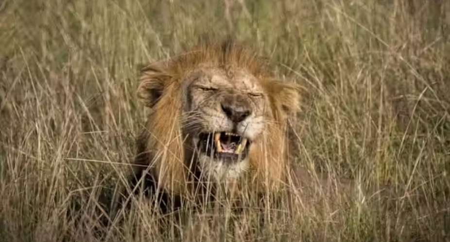 Uganda’s lions in decline, hyenas thriving - new findings from country’s biggest ever carnivore count