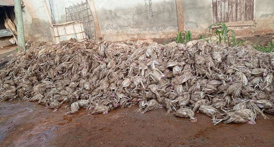 Kofi Job Construction kills thousands of fowls, to cough up GHS100million as compensation