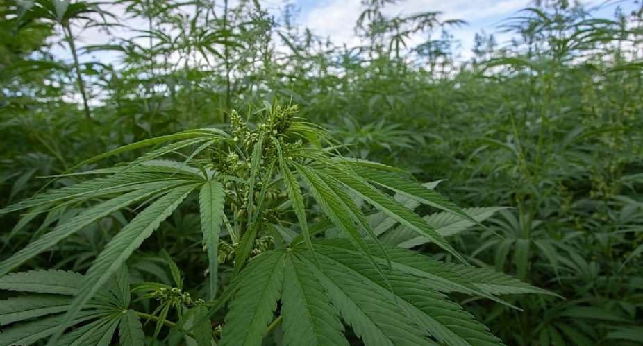 Marijuana plant