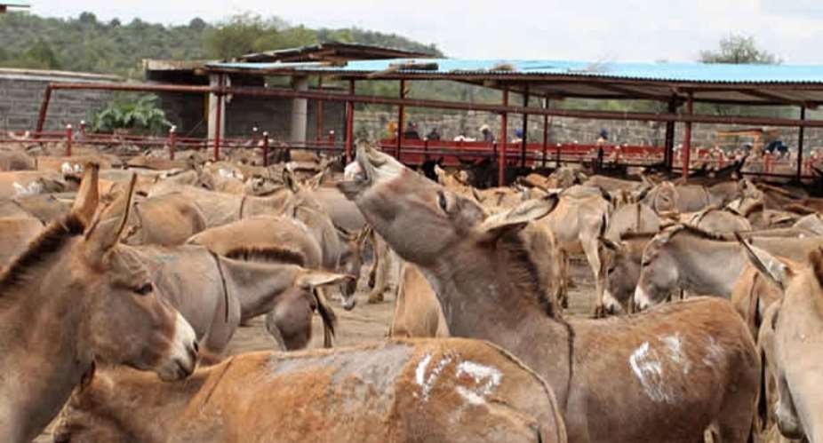 Upper East faces donkey shortage as prices increase