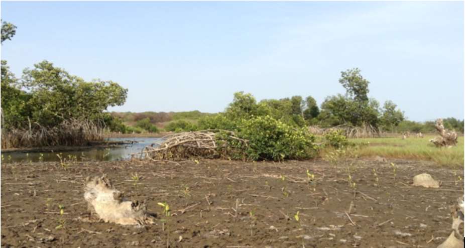 Mangrove restoration activity in Winneba