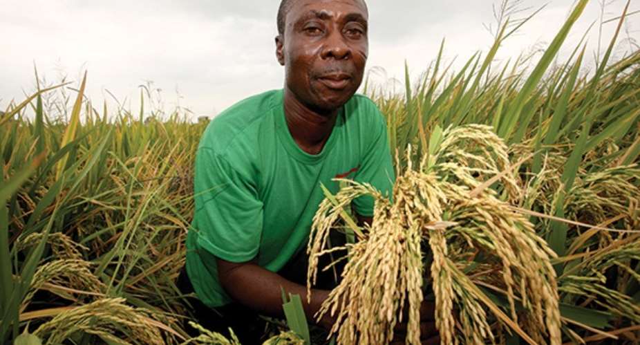 A rice farmer