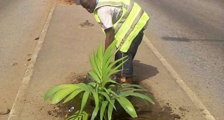 Beautification exercise in Kumasi: Residents kick against planting of palm trees in medians