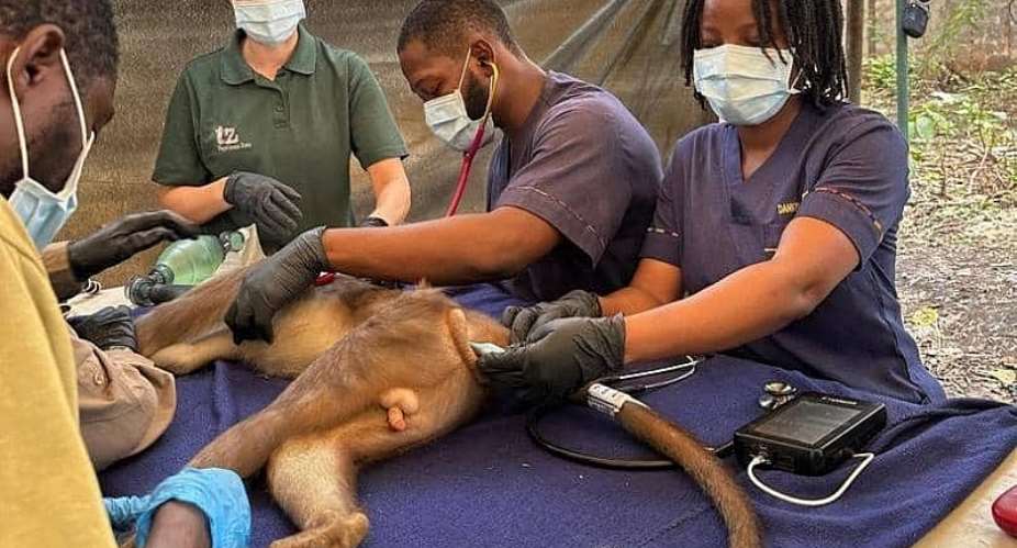 Kumasi Zoo conducts medical screening for endangered monkeys