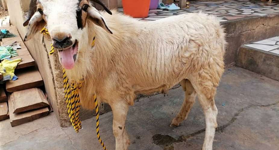 More trouble for sheep thief for possessing unlicensed pistol