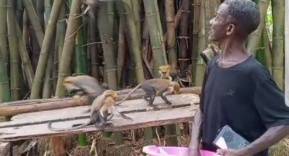 Ghana Month: Caretakers call for investment into Duasidan Monkey Sanctuary in Bono Region