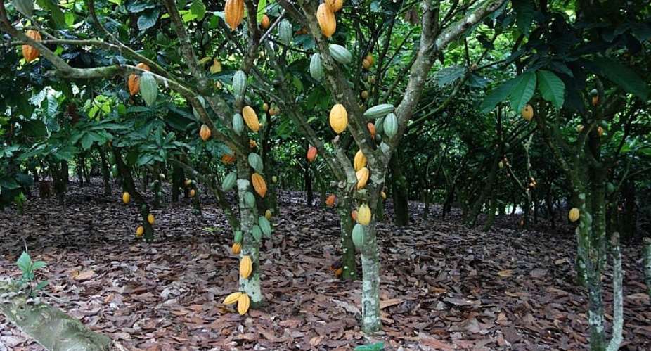 Cocoa, the backbone of Ghana Economy
