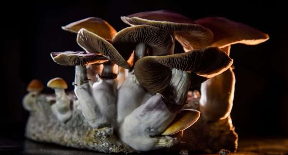 Magic mushrooms: new African species sheds light on the history of the famous fungus