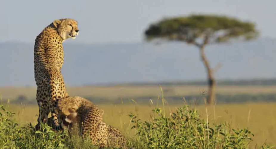 Kenya celebrates the first 100 years of Cottars, a pioneer in African safari tourism