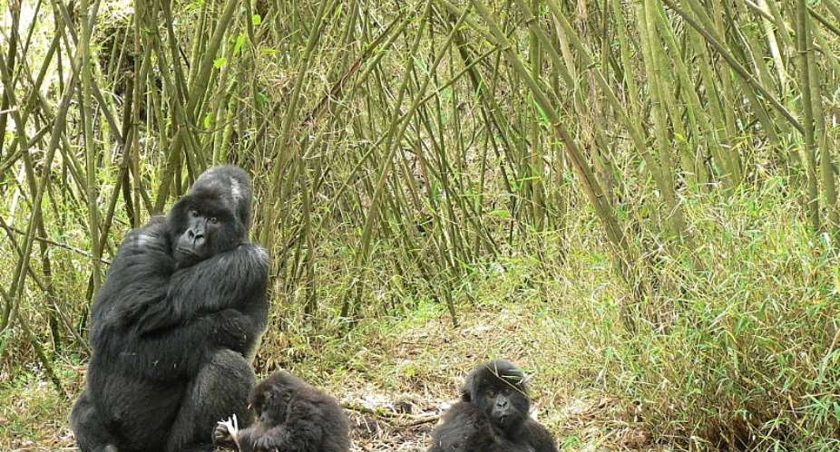  Dian Fossey Gorilla Fund