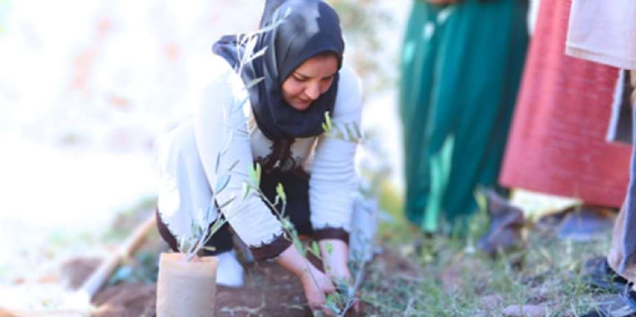 Samira of the Achbarou Womens Cooperatives, planting an olive sapling grown from a seed in a biodegradable sack produced by her organization; the young trees are provided by the local Akrich nursery that her fellow community members manage (photo by HAF, January 2025).