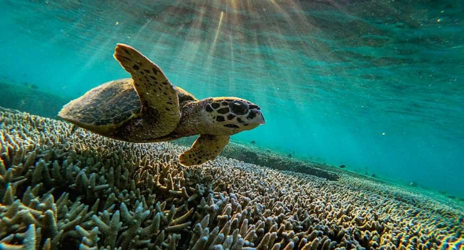 Hawksbill turtle. - Source: Photo by Jonas Gratzer/LightRocket via GettyImages