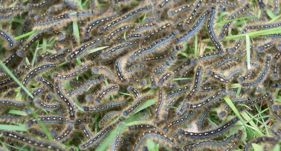 Will Rebearth Save Us From Fall Army Worms?