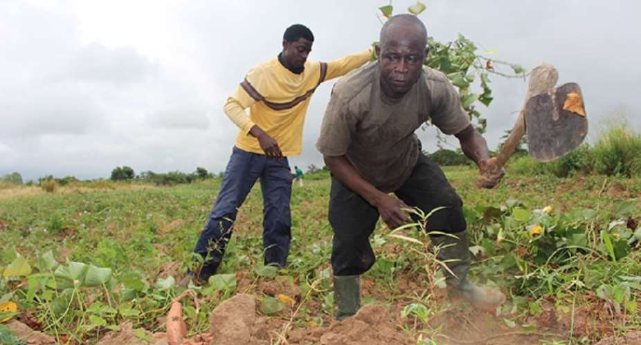 C/R: Gomoa Nsuaem farmers protest sale of farmlands