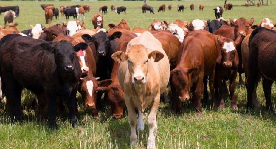 Tension brews in Wulensi between local Regent and Fulani herdsmen