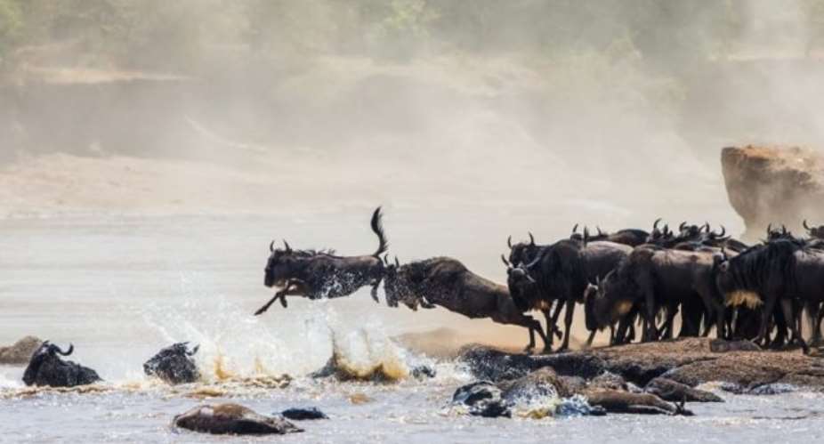 The Great Migration, Tanzania: It's follow-the-leader time as wildebeests make a dangerous but necessary river crossing.