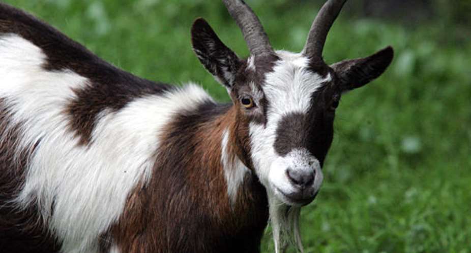 Zimbabweans To Pay School Fees With Goats And Sheep