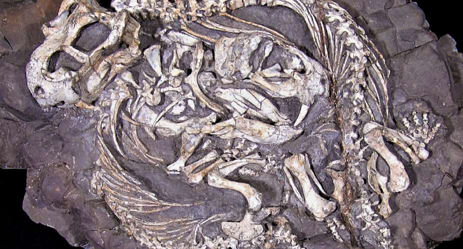 This pair of curled-up Diictodon skeletons tell a story of male parental care. - Source: Authors supplied