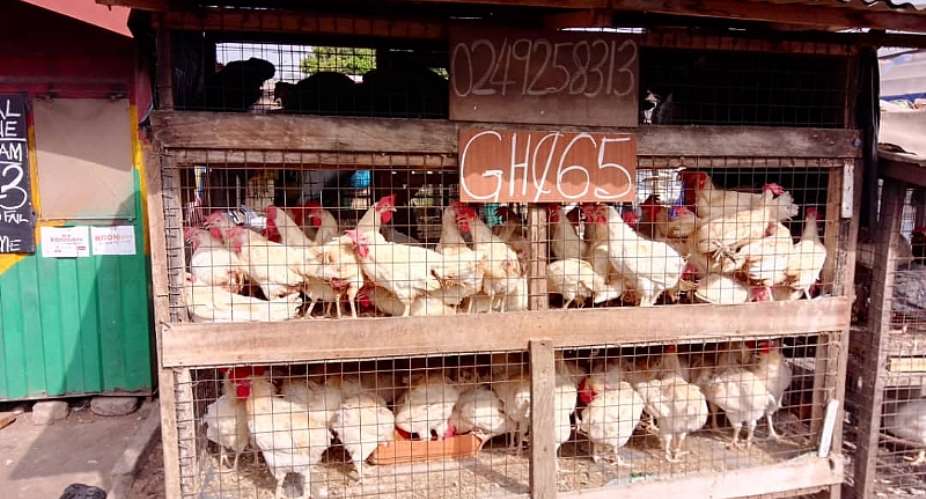100m needed to revitalise Ghana's poultry sector — GNAPF