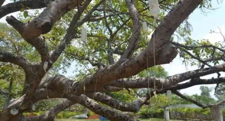 700-Year-Old Tree Infested With Termites Gets IV Drip Treatment