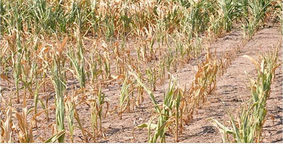 Climate change biting hard in Western North Region as farm yields fast declining