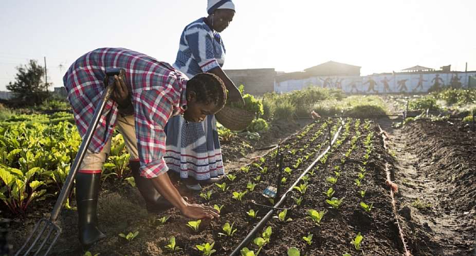 The constitutional right to food puts food systems and agricultural development firmly on the national development agenda. - Source: By subman/GettyImages
