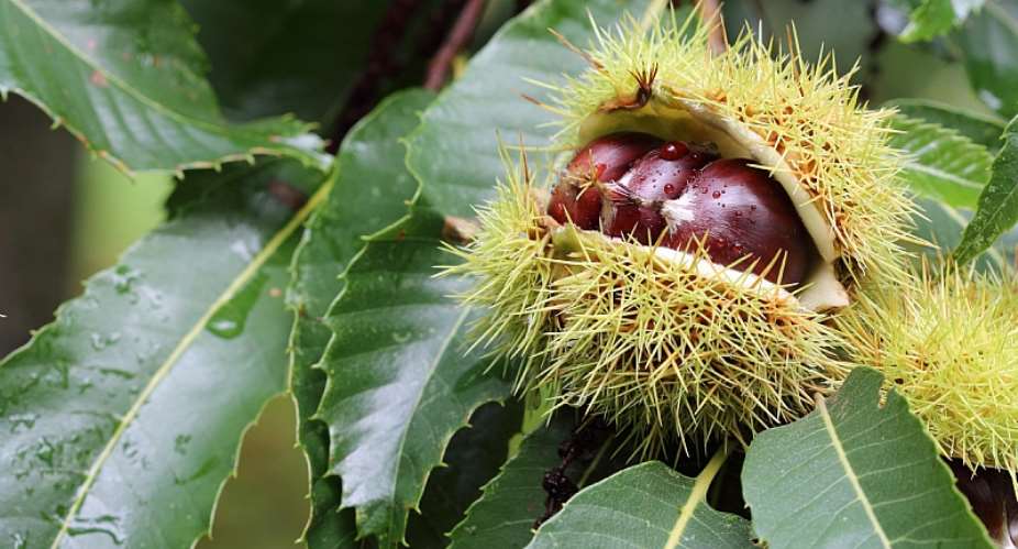Fungal viruses have been important in reducing the impact of fungal diseases on chestnuts in Europe. - Source: Aygul BulteShutterstock