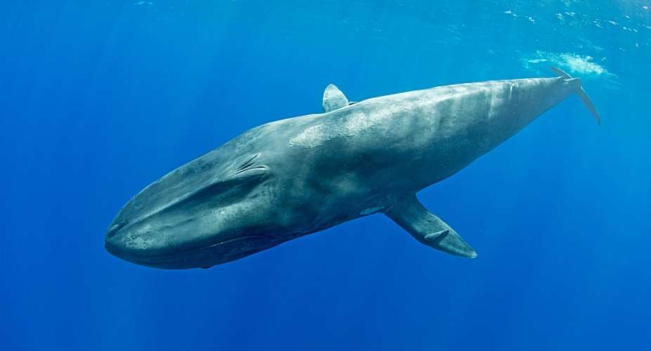 Blue whales: first discovery near Seychelles in decades – what our study found