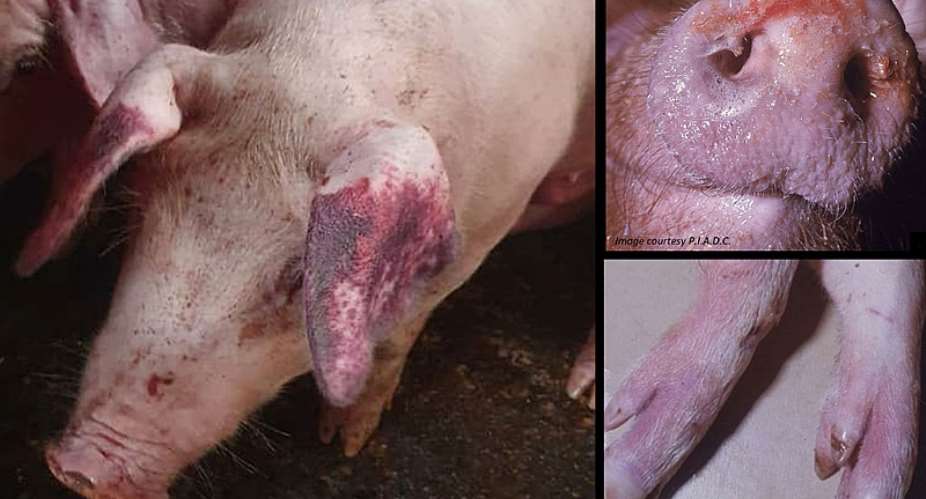 African Swine Fever Outbreak in Damongo, Ghana: A Threat to Livelihoods
