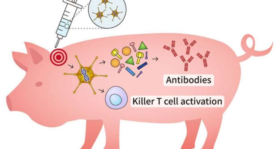 An Opportunity for Ghanaian Researchers: The Race for an African Swine Fever Vaccine