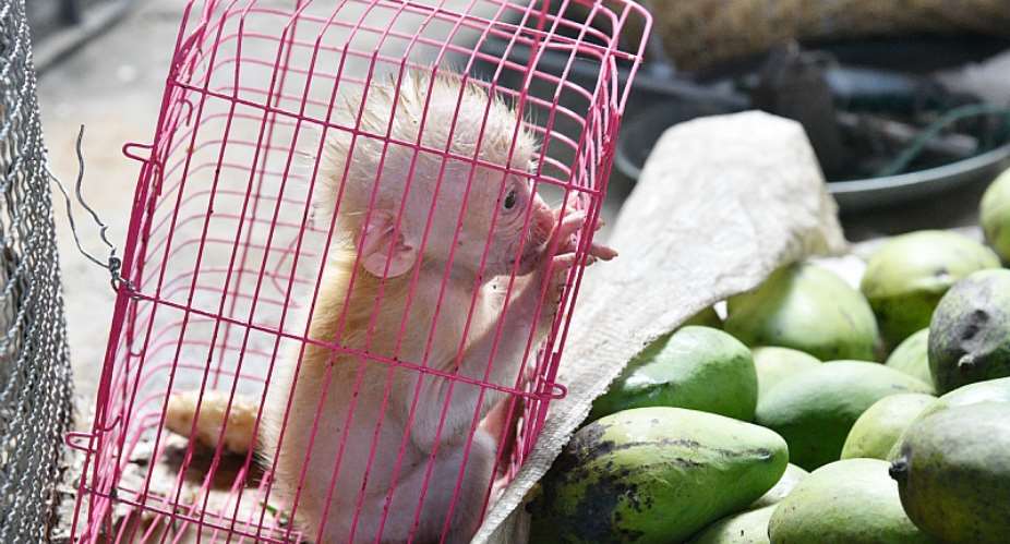 Wildlife markets, where live animals are sold and slaughtered, are an integral part of the global wildlife trade. - Source: GettyImages