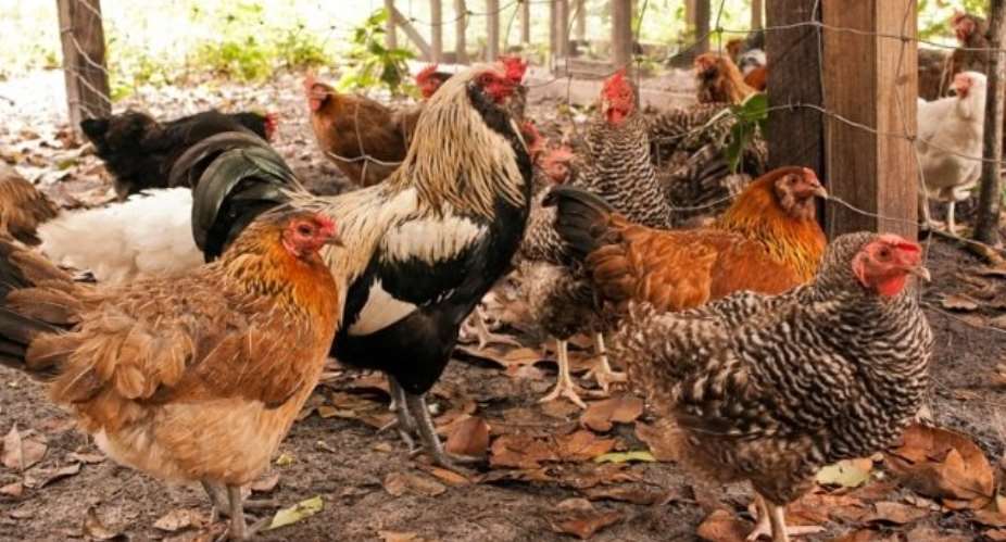 Poultry Farmers Still 'Frustrated' Despite Reduction In Imported Chicken