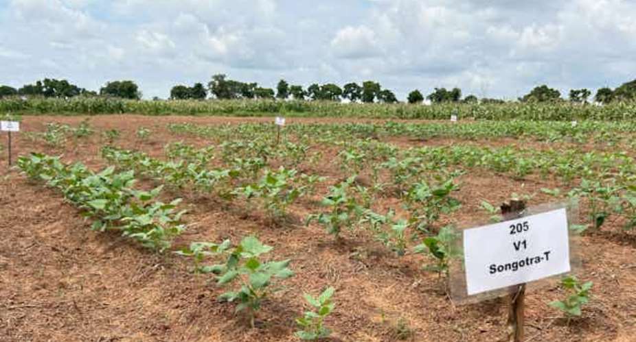 Ghana’s first genetically modified crop: why we created a new cowpea variety, how we tested it and what we found