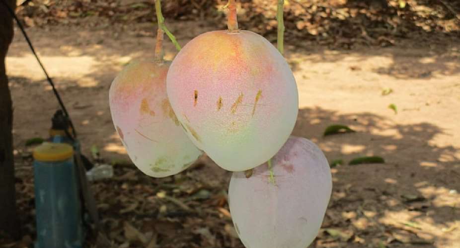 Give Yilo Krobo mango processing factory — Group to government