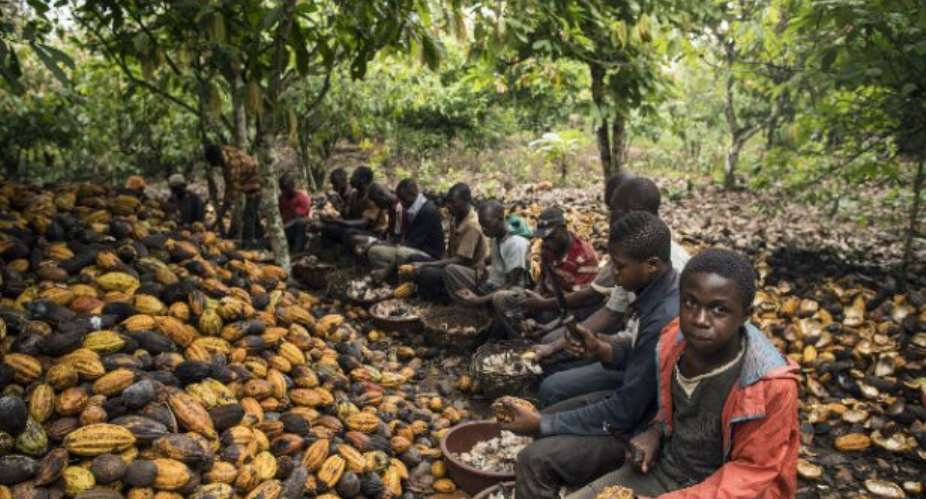 Cocoa Barometer Report Reveals Child Labour Remains High On Ghanaian Cocoa Farms