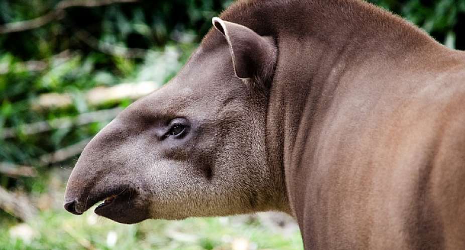 Marching for Millennia: Discovering the Tapirs — Earths Prehistoric Wanderers