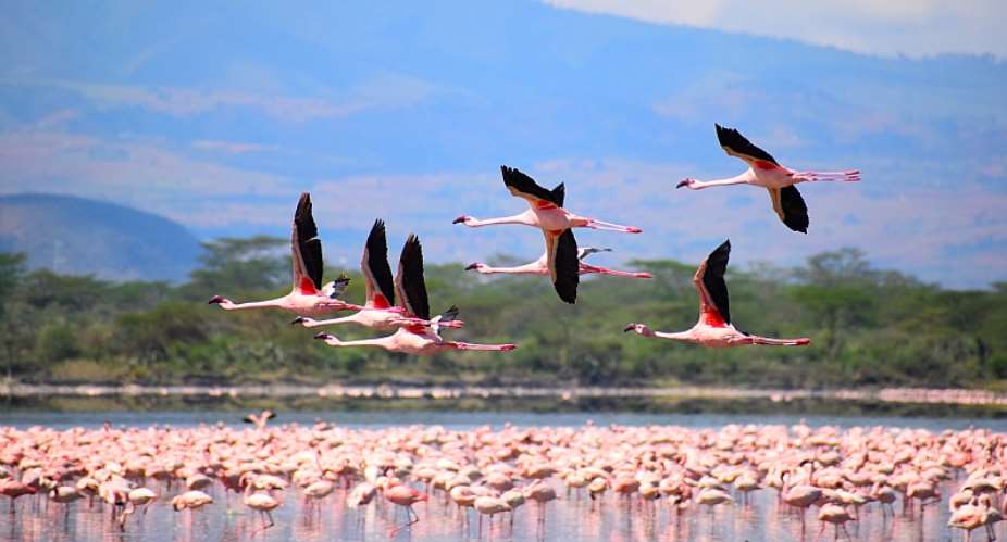 Flamingo flying of Lake Elementaita. Photo by Aloise Garvey