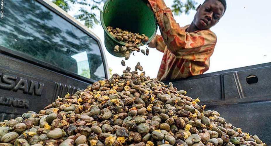 Kintampo Cashew Farmers cry out over market manipulation by unauthorised buyers