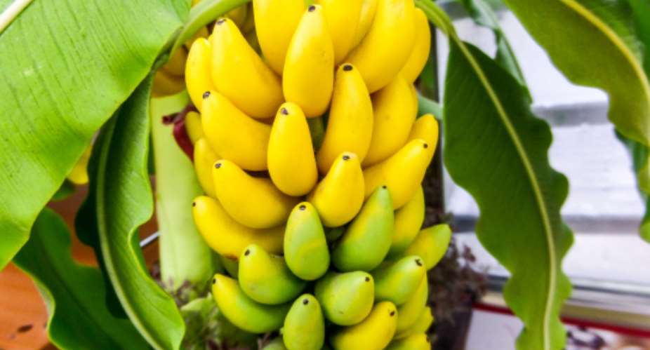 8 Good Reasons Why You Should Be Eating More Bananas
