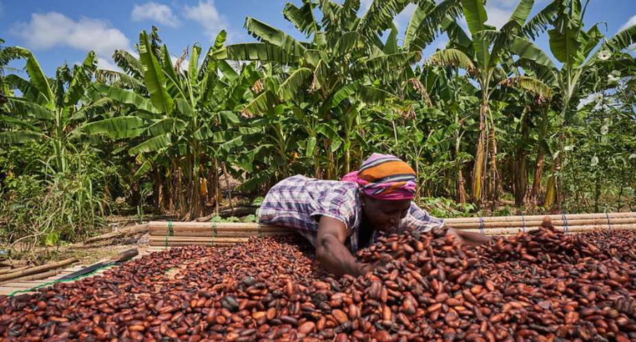 Freeing Ghanas Cocoa Farmers from COCOBODs Monopoly