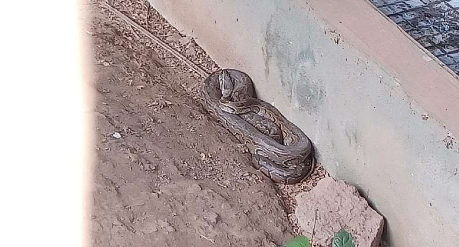 Ahodwopythonscalm,stableafterrelocation to Kumasi Zoo