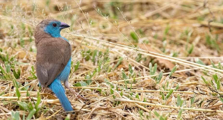 Humidity and heat are killers for tropical birds – waxbill and hornbill studies highlight the dangers