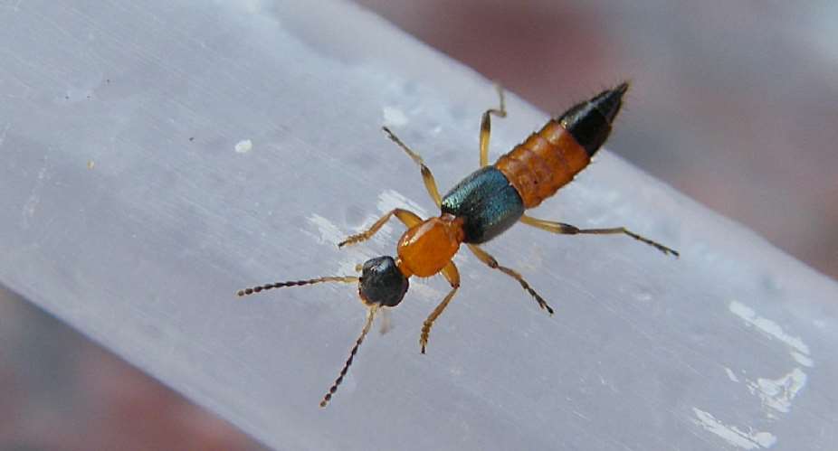 Paederus. - Source: Ian Jacobs/Flickr