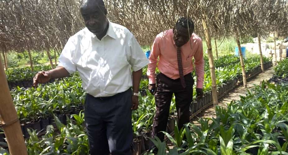 Birim Central To Supply 50,000 Oil Palm Seedlings To Farmers