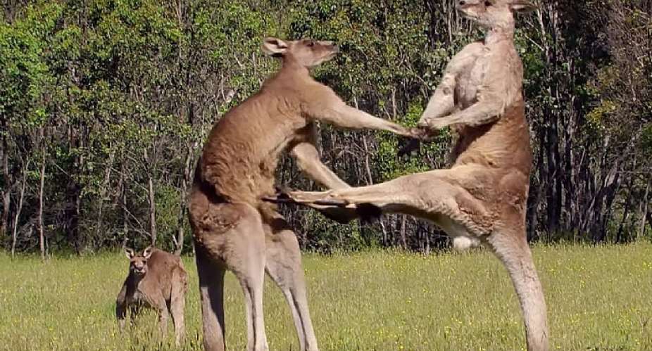 Justified Slaughters: The Kangaroo Industry Debate