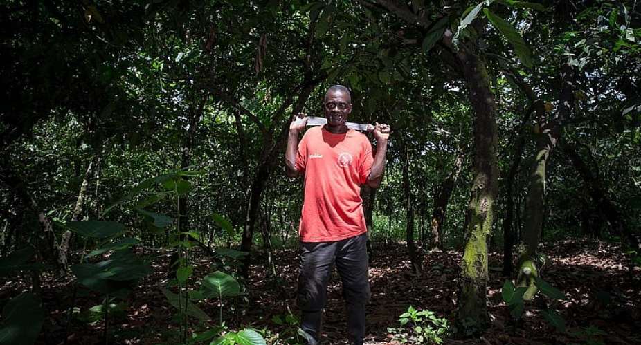 Ghanaamp;39;s forests require better care if cocoa farming is to be sustainable. - Source: Wikimedia Commons