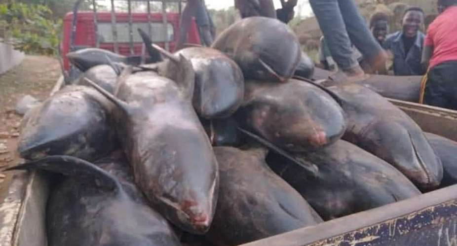 Over 80 melon-headed whales washed ashore at Axim-Bewire beach