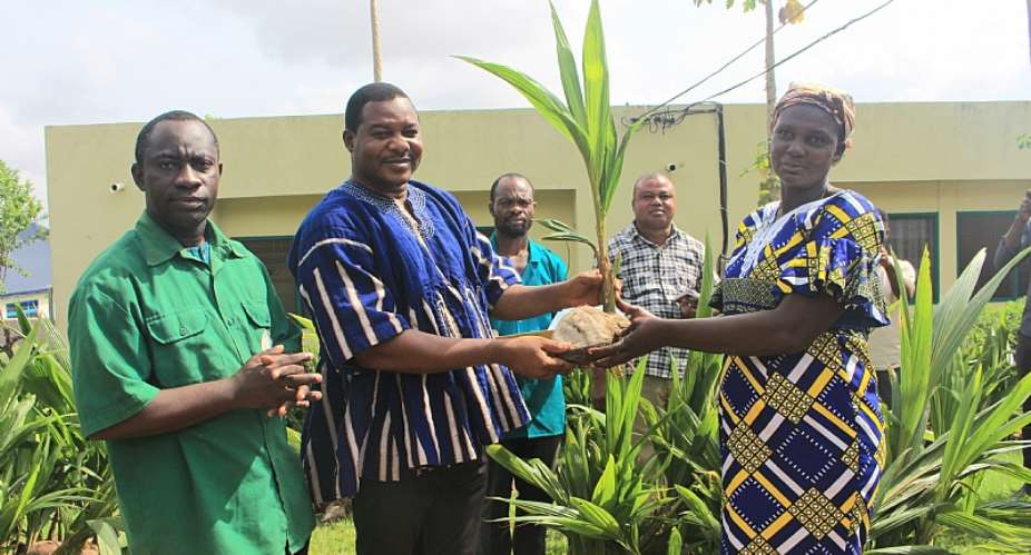 Obuasi Municipal Assembly supports farmers with 1,000 coconut seedlings