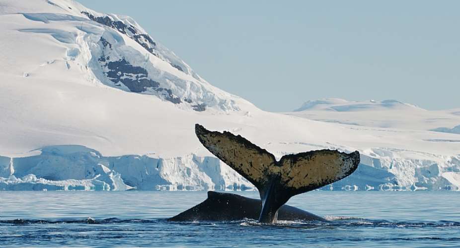 A humpback whale near the Antarctic ice. - Source: Dr Olga Shpak
